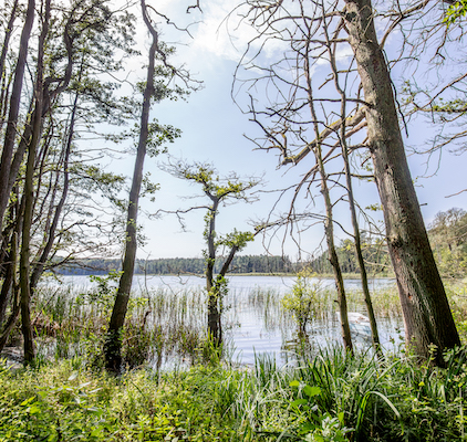 Ribnitzer Moor